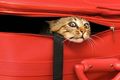 "Тревожный чемоданчик" для собак и котов
