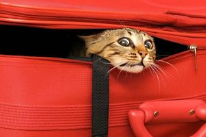 "Тривожна валізка" для cобак та котів