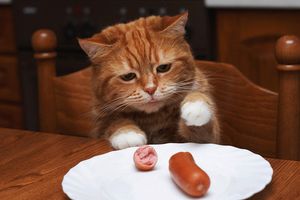 Продукти харчування, які можуть виявитися небезпечними для вашого кота
