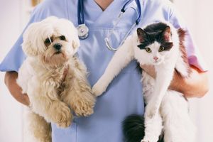 Чи потрібно вакцинувати домашніх тварин?
